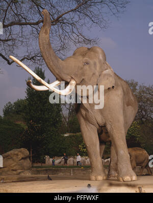 Elephas maximus, l'éléphant indien bull, vue de face avec adultes exceptionnellement importantes défenses, tronc soulevé, pris dans le zoo de Paris. Banque D'Images