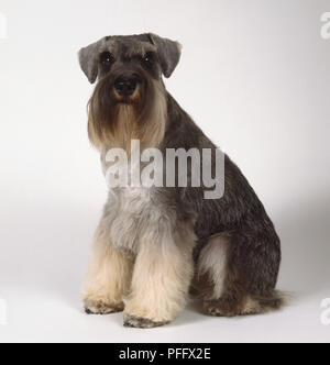 Un Schnauzer nain terrier avec fourrure touffue gris brun le long de son museau et une longue barbe assis sur ses hanches Banque D'Images