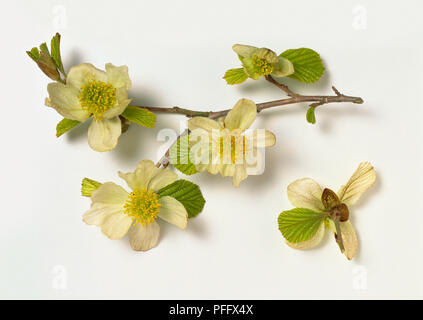 Parrotiopsis jacquemontiana Hamamélidacées, direction générale, gris-tip, feuilles arrondies, petites fleurs en grappes avec des anthères jaunes entourées de bractées blanches. Banque D'Images