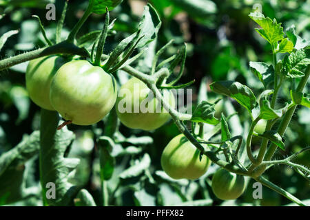 Libre de quelques tomates vertes dans l'usine de maturation dans un verger bio Banque D'Images