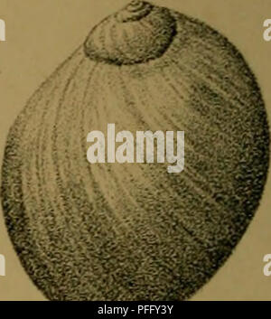 Cette image du « Journal zoologique » japonais (Dbutsugaku Zasshi) présente des illustrations zoologiques du domaine de la science animale, mettant en valeur diverses espèces et leurs caractéristiques uniques telles que décrites dans la publication. Banque D'Images