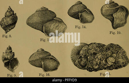 . Dbutsugaku zasshi. Zoologie Zoologie ;. Mollusques JAPONAIS PL. XXIV.  ? ? ? ? ? ? ? ? ?. Veuillez noter que ces images sont extraites de la page numérisée des images qui peuvent avoir été retouchées numériquement pour plus de lisibilité - coloration et l'aspect de ces illustrations ne peut pas parfaitement ressembler à l'œuvre originale.. Nihon Dbutsu Gakkai ; Tky Dbutsu Gakkai. Tky : Tky Dbutsu Gakkai Banque D'Images