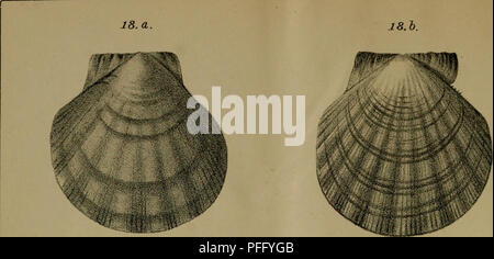 . Dbutsugaku zasshi. Zoologie Zoologie ;. Mollusques japonais (LamellitranclisPL.V.). Veuillez noter que ces images sont extraites de la page numérisée des images qui peuvent avoir été retouchées numériquement pour plus de lisibilité - coloration et l'aspect de ces illustrations ne peut pas parfaitement ressembler à l'œuvre originale.. Nihon Dbutsu Gakkai ; Tky Dbutsu Gakkai. Tky : Tky Dbutsu Gakkai Banque D'Images