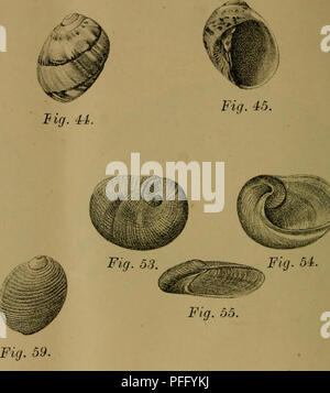 . Dbutsugaku zasshi. Zoologie Zoologie ;. Fig. 56.. Veuillez noter que ces images sont extraites de la page numérisée des images qui peuvent avoir été retouchées numériquement pour plus de lisibilité - coloration et l'aspect de ces illustrations ne peut pas parfaitement ressembler à l'œuvre originale.. Nihon Dbutsu Gakkai ; Tky Dbutsu Gakkai. Tky : Tky Dbutsu Gakkai Banque D'Images