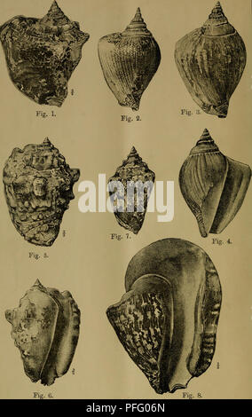 . Dbutsugaku zasshi. Zoologie Zoologie ;. Mollusques japonais. PL. C. ? ? ? ? ? ? ?. Veuillez noter que ces images sont extraites de la page numérisée des images qui peuvent avoir été retouchées numériquement pour plus de lisibilité - coloration et l'aspect de ces illustrations ne peut pas parfaitement ressembler à l'œuvre originale.. Nihon Dbutsu Gakkai ; Tky Dbutsu Gakkai. Tky : Tky Dbutsu Gakkai Banque D'Images