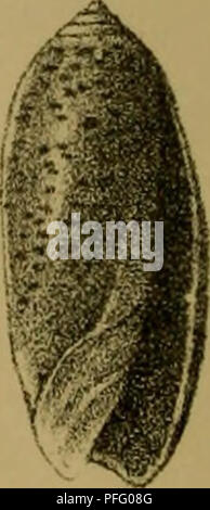 Une illustration zoologique de la revue japonaise 'Dbutsugaku Zasshi' montrant une étude détaillée de l'anatomie animale. L'image est une illustration du début du XXe siècle utilisée à des fins éducatives en zoologie. Les illustrations peuvent avoir été améliorées numériquement pour plus de clarté. Banque D'Images