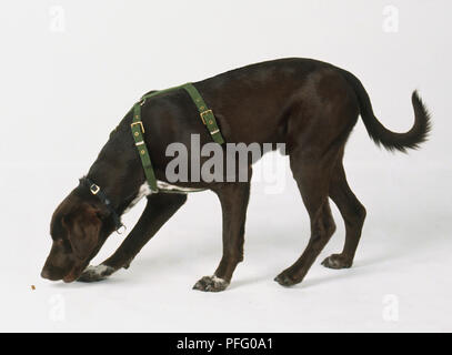 Labrador Retriever chien renifleur dans le faisceau du parfum suivantes, vue de côté. Banque D'Images