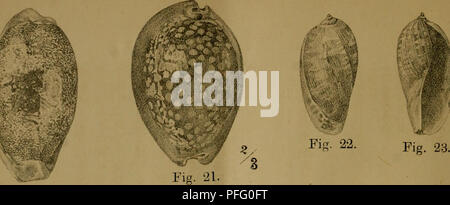 . Dbutsugaku zasshi. Zoologie Zoologie ;. Mollusques japonais. PL II.  ? ? ? ? ? ? ?. Fig.ly.. Veuillez noter que ces images sont extraites de la page numérisée des images qui peuvent avoir été retouchées numériquement pour plus de lisibilité - coloration et l'aspect de ces illustrations ne peut pas parfaitement ressembler à l'œuvre originale.. Nihon Dbutsu Gakkai ; Tky Dbutsu Gakkai. Tky : Tky Dbutsu Gakkai Banque D'Images