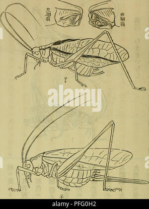 Une image de la revue 'Zoology' 'Dbutsugaku Zasshi', qui comprend des études détaillées sur la classification et le comportement de diverses espèces animales. Ce travail contribue à la compréhension des principes zoologiques et de la science animale. Banque D'Images