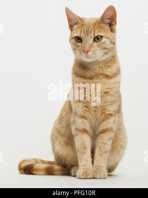 Ginger tabby cat sitting. Banque D'Images