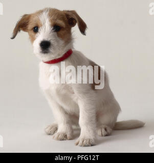 Jack Russell, blanc et couleur sable chiot avec un col rouge assis Banque D'Images