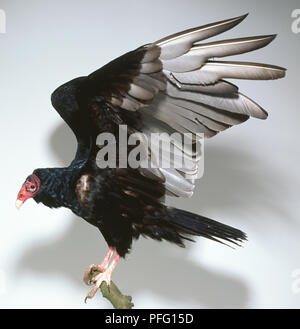 Vue latérale d'un Urubu, Cathartes aura, perché sur une branche, avec les ailes qui s'est tenue au-dessus de son corps. Aussi visible est le rouge, la peau sèche squameuse de la tête, que l'on voit de profil. Banque D'Images