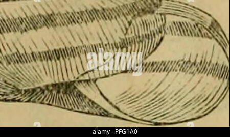 Cette image provient de la revue zoologique japonaise 'Dbutsugaku zasshi', documentant l'étude scientifique de diverses espèces animales et leurs classifications. La revue présente des illustrations détaillées et des recherches axées sur la diversité zoologique et les modèles évolutifs. Banque D'Images
