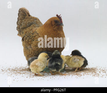 Poule debout avec des poussins Banque D'Images