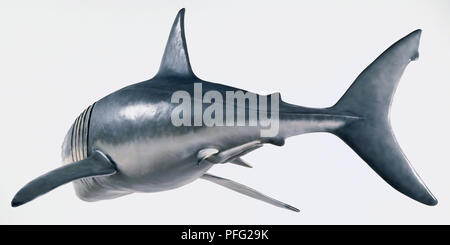 Modèle d'un grand requin blanc (Carcharodon carcharias), l'avant et vue de côté. Banque D'Images