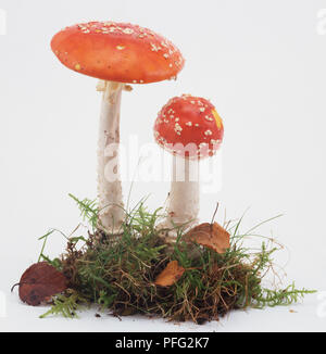 Deux champignons agaric, Amanita muscaria . Banque D'Images