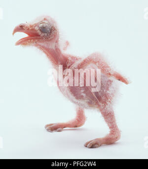 Nouveau-né Effraie des clochers (Tyto alba) poussin avec bec ouvert permanent, side view Banque D'Images