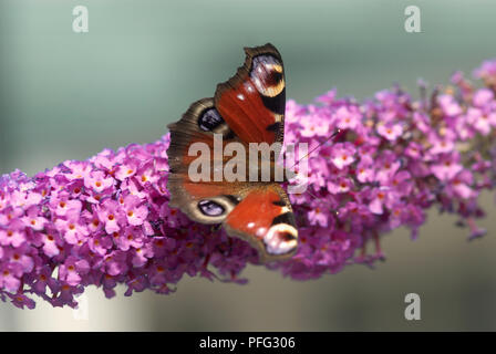 Peacock butterfly Banque D'Images