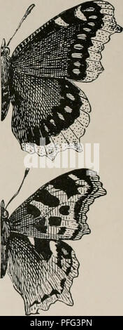 . La journée des papillons et des duskflyers de Nouvelle Angleterre, la façon de trouver et de les connaître. Les papillons -- Nouvelle Angleterre ; -- les papillons de la Nouvelle Angleterre. II. Les ailes de l'angle =. i. Deuil-CAPE. Vanessa (Pafilio antiopa). T, en. Brun violacé foncé, jaune clair à la frontière avec une rangée de taches bleu bordé de noir. Tortue à Caterpillar, noir, avec huit rouge-brique les taches sur le dos ; RSS sur le saule, le peuplier, et l'orme. 2. J blanc papillon. J Grapta Album. 3 in. Fauve pâle, rouge pâle frontière, plusieurs grandes noir et un point blanc près de l'extrémité d'aile antérieure, et deux sur le côté avant du bord ; dessous gris noirâtre, avec petit J sur argent Banque D'Images
