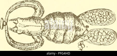 . Süsswasser-Aquarium Das Geschichte : flore, faune des Süsswasser-Aquariums und seine, Anlage und Pflege. Les aquariums d'eau douce ; biologie ; animaux d'eau douce ; les plantes d'eau douce. 3-igur 211. Er- gasilus. uergr Sieboldii 20mal.. ®ie letzte ©ruppe ber "ütber = &amp;tgur212. S8ar[djlau§ vize-auSSenmin Achtheres perca-£er nehmen bie Kiemenftf^)män mc m mit (SierfiMen. Lömal öergr ©tma. (Branchiura) ein. @§ Lebenbe plattteibige sponsoring finb auf mit Kruftenticrc§ 3ba, Sobe iif&gt;'iuafi lquarium ev =9. 30. Veuillez noter que ces images sont extraites de la page numérisée des images qui peuvent avoir été retouchées numériquement pour Banque D'Images