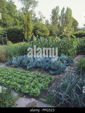 Chambres de poireau, la laitue, les choux et le maïs doux Banque D'Images