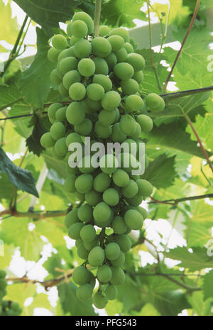 Vitis sp., bouquet de raisin vert sur la vigne Banque D'Images