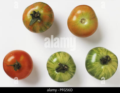 Solanum lycopersicum, rouges et verts, tomates Zebra Vue de dessus Banque D'Images