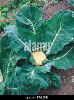 Brassica oleracea, chou-fleur, chef unique intégré dans d'énormes feuilles vertes de plus en piscine potager, vue de dessus. Banque D'Images