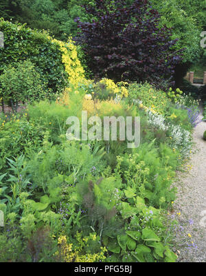 Frontière herbacées, dont le thé vert à feuilles de bronze et types de fenouil et Golden Hop une couverture en toile de l'escalade Banque D'Images