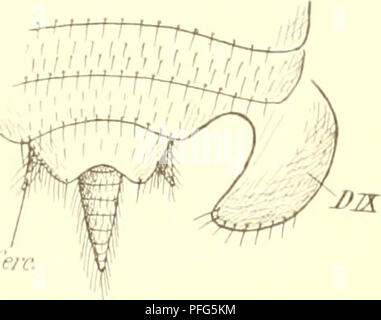 . Das System der lepismatiden. Thysanura Lepismatidae ;. . Veuillez noter que ces images sont extraites de la page numérisée des images qui peuvent avoir été retouchées numériquement pour plus de lisibilité - coloration et l'aspect de ces illustrations ne peut pas parfaitement ressembler à l'œuvre originale.. Escherich, Karl, 1871-. Stuttgart ; E. Nägele Banque D'Images