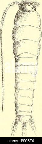 . Das System der lepismatiden. Thysanura Lepismatidae ;. . Veuillez noter que ces images sont extraites de la page numérisée des images qui peuvent avoir été retouchées numériquement pour plus de lisibilité - coloration et l'aspect de ces illustrations ne peut pas parfaitement ressembler à l'œuvre originale.. Escherich, Karl, 1871-. Stuttgart ; E. Nägele Banque D'Images