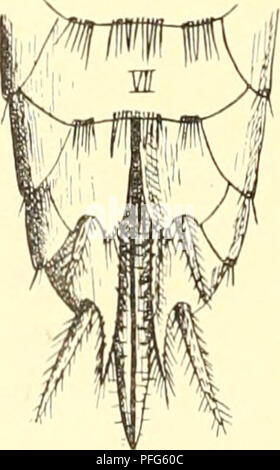 . Das System der lepismatiden. Thysanura Lepismatidae ;. . Veuillez noter que ces images sont extraites de la page numérisée des images qui peuvent avoir été retouchées numériquement pour plus de lisibilité - coloration et l'aspect de ces illustrations ne peut pas parfaitement ressembler à l'œuvre originale.. Escherich, Karl, 1871-. Stuttgart ; E. Nägele Banque D'Images