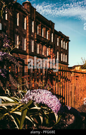 Sir John Maxwell l'école primaire avec Flower against Blue Sky, Glasgow, Ecosse Banque D'Images