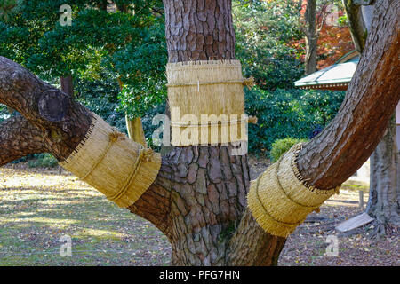 Pine Tree avec mat pour la protection de la neige en hiver. Jusqu'à huis clos. Banque D'Images