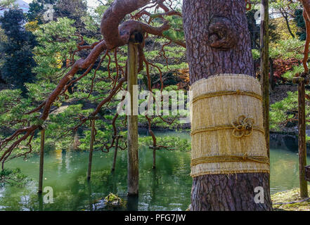 Pine Tree avec mat pour la protection de la neige en hiver. Jusqu'à huis clos. Banque D'Images