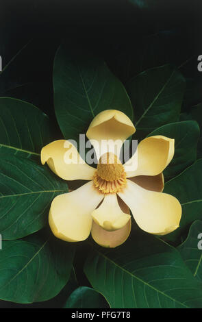 Fleur de couleur crème de Magnolia delavayi de Delavay (magnolia), au milieu des feuilles, close-up Banque D'Images