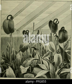 . Das Leben der Pflanze. Les plantes ; plantes ; plantes ; phytogéographie. ^Suftiüurseln ^^ ie ber(rajeen. 159§ vopenwalhe Suft être§ äugunften  %ber $|3flau3e auSaunüfeen. Ben botanifc^in Sn ©arten !annmanfordjeoftöDn^m20-30örje^eraBiüa^fenbeßuftimir ernanberamertfontf3((^Bemmbern in Monstera deliciosa, bie üielerortS Slattpflonae al§ SJärtnern (üvous trouverez sur ben (Philodendron pertusum genonnt aurfj^SBof) de l'unb loirb nungen gepflegt eben ha = faa§^lüunberlicfien t re 3Sa fcrfangarme auSftrccft *. Biefcn^aF 5rn onfterapffansen rcirb. « RiumScherzerianumim enbeAnth«^tü®eu.äc()§6aus. (3 ?acli (öotograp ^^^seseul ie.uct Banque D'Images