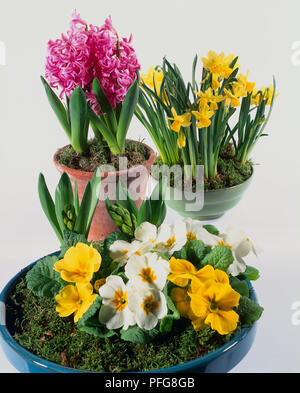 Variété de fleurs colorées y compris les jacinthes roses, jonquilles jaune avec de grandes feuilles d'swordlike, et blanc et jaune flore primrose dans des bols peu profonds et un pot en terre cuite. Banque D'Images