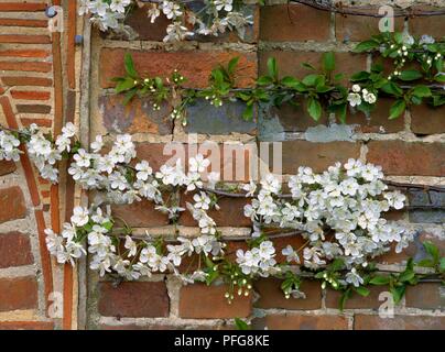 La griotte blanc ventilateur fleurs formé contre un mur Banque D'Images