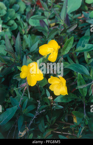 Oenothera perennis (Sundrops), trois fleurs jaunes entre les feuilles, close-up Banque D'Images