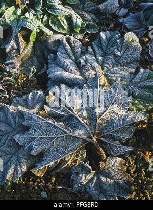 Frost stylo tombé Gunnera manicata feuilles, Close up. Banque D'Images