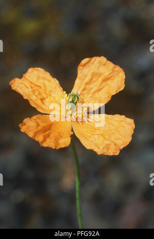 Mirabilis Jalapa (Atlas), de pavot fleur avec pétales orange pâle sur les souches hautes Banque D'Images