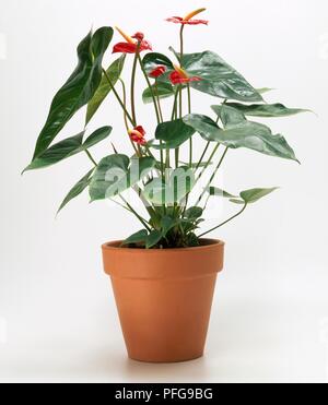 Anthurium andraeanum 'carre' (Flamingo flower) dans un pot en terre cuite Banque D'Images