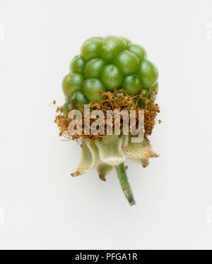 Blackberry dans les premiers stades de la fécondation, montrant des carpelles et des étamines flétrissent Banque D'Images