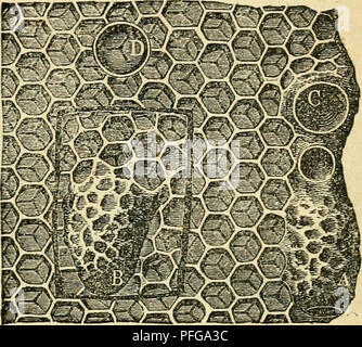 Cette page de 'Das Buch von der Biene' (le Livre de l'abeille) fournit des informations détaillées sur les techniques apicoles, y compris la construction de ruches et le développement des reines d'abeilles. Le texte est une ressource classique sur l'apiculture et la biologie des abeilles. Banque D'Images