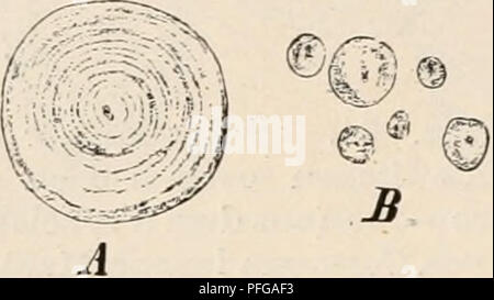 . Das botanische anleitung zum selbststudium praktikum, der botanik mikroskopischen für Anfänger und zugleich, geübtere mikroskopischen Ein Handbuch der Technik. Physiologie végétale ; botanique ; microscopie électronique. . Veuillez noter que ces images sont extraites de la page numérisée des images qui peuvent avoir été retouchées numériquement pour plus de lisibilité - coloration et l'aspect de ces illustrations ne peut pas parfaitement ressembler à l'œuvre originale.. Strasburger, Eduard, 1844-1912 ; Koernicke, Max Walther, 1874-. Jena, G. Fischer Banque D'Images