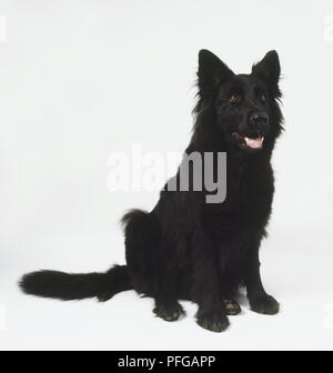Berger allemand noir assis Chien (Canis familiaris), front view Banque D'Images