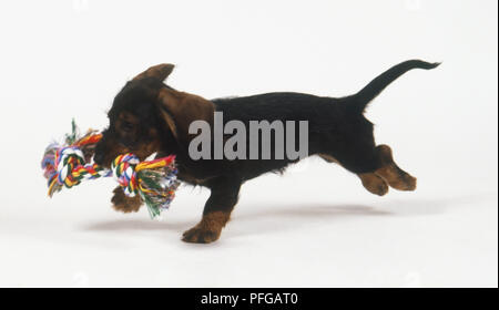 Un jeune Teckel (Canis familiaris) fonctionnant avec un paquet dans sa bouche, side view Banque D'Images