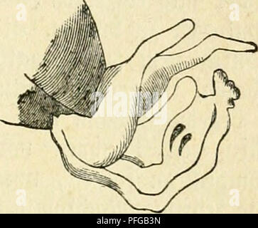 Ce texte allemand, « le Livre de l'abeille », couvre divers aspects de la biologie des abeilles, y compris l'anatomie et le comportement des abeilles, en se concentrant sur leur rôle dans la pollinisation et la construction de ruches. La description détaillée donne un aperçu de la culture des abeilles et de leur importance écologique. Banque D'Images