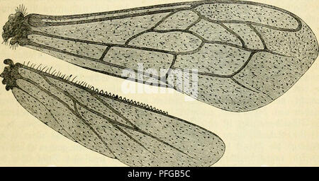 . Das Buch von der biene. Les abeilles ; la culture de l'Abeille. Ssörperbau S)er ber 95iene. 109 ^inteiflügel bie sur öinterbnift^fi .ber en äroar ftnben, unb fie itjre «^' ia'än [teilen dans äutigen Siaume bem)t, n)elcf)er bie (Seitenftücfe ruftab ^jener)d)mit nttte ücfenirfiilbe öerbinbet^Sf bem. ®q^^tügel gerabe bie O am ^Srufttinge britten unb Herling-grudzinski fi^en, berut)t lünben Bioecfmä auf ©ber^igfeit, liegt bo(f) ber ©c^mer^§ 2:unft être§ iere rencontré)r im l^interen Steife être§§ tttelförper 9J ?e§ fommt, unb dbo) beim g-tuge üor Unterftü^allem auf bie ung bieie§ (S(i)ir)te§ erpun !un. ^n ?ber 9^ul e high bie $8iene je"^^lüget re g Banque D'Images
